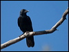 little_crow_187853