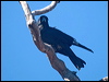 little_crow_187860