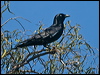Click here to enter gallery and see photos/pictures/images of Little Crow