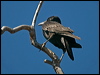 little_crow_187873