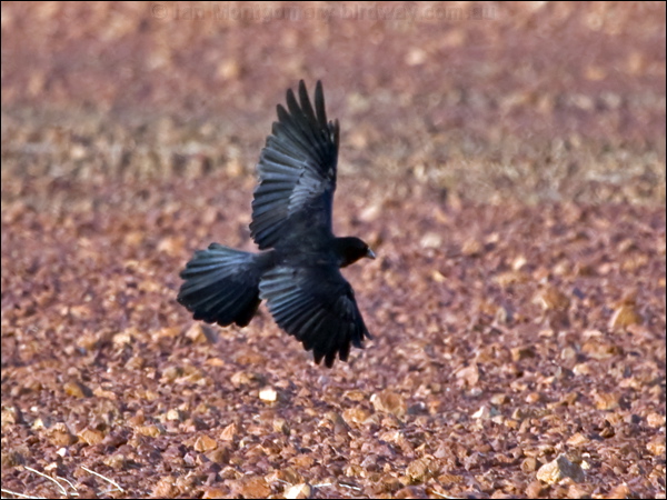 Little Crow little_crow_151942.psd