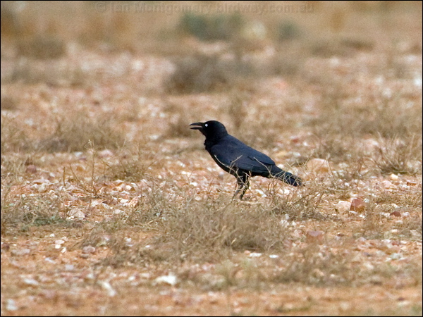 Little Crow little_crow_152515.psd