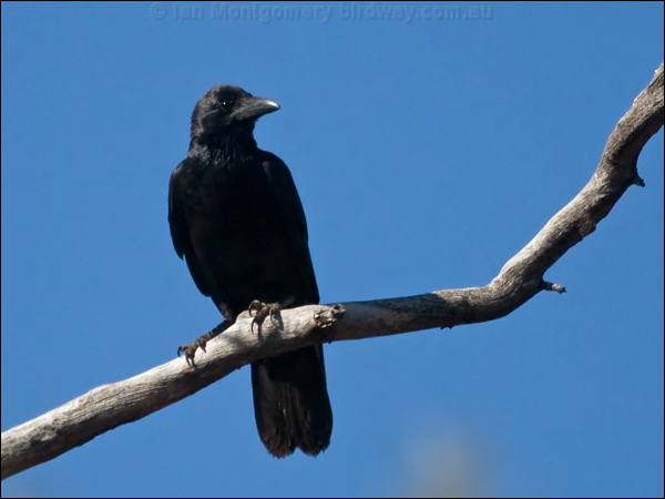 Little Crow little_crow_187853.psd