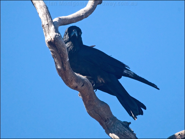 Little Crow little_crow_187860.psd