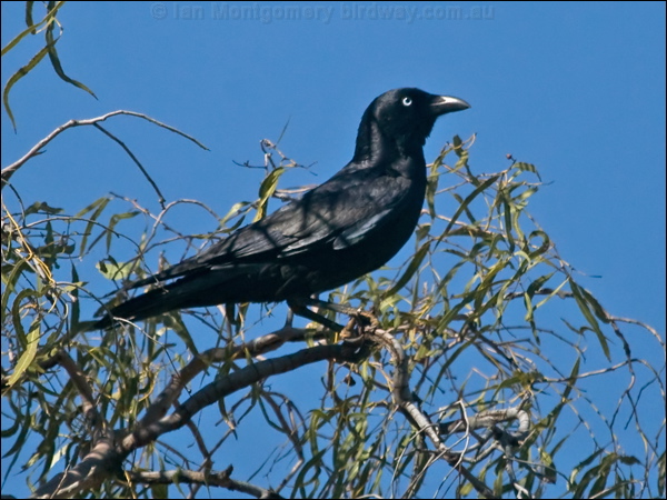 Little Crow little_crow_187870.psd