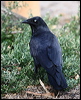 little_raven_85776