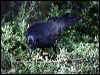 little_raven_85792
