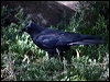 Click here to enter gallery and see photos/pictures/images of Little Raven