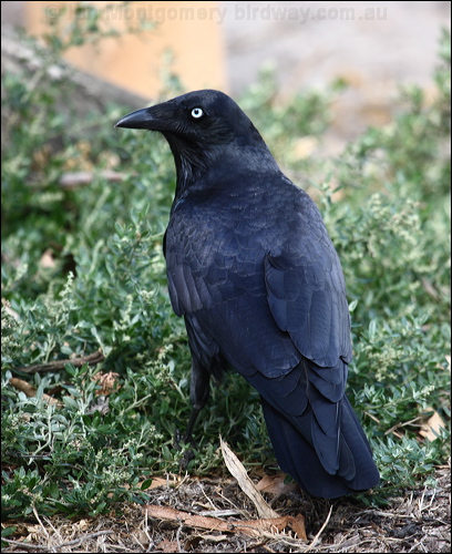 Little Raven little_raven_85776.psd