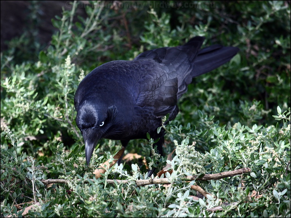 Little Raven little_raven_85792.psd