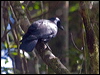 Click here to enter gallery and see photos/pictures/images of New Caledonian Crow