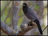 Click here to enter gallery and see photos/pictures/images of Purplish Jay