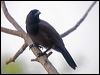 purplish_jay_203563