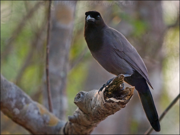 Purplish Jay purplish_jay_203553.psd