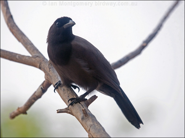 Purplish Jay purplish_jay_203563.psd