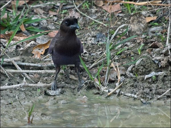 Purplish Jay purplish_jay_203597.psd