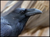 raven_161057-2