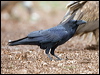 raven_161057