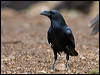 raven_161059