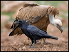 raven_161534