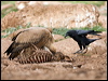 raven_161600