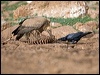 raven_161620