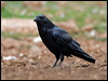raven_161669