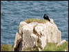 raven_52780