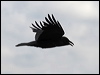 raven_68290