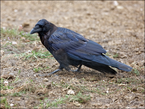 Northern Raven raven_107720.psd
