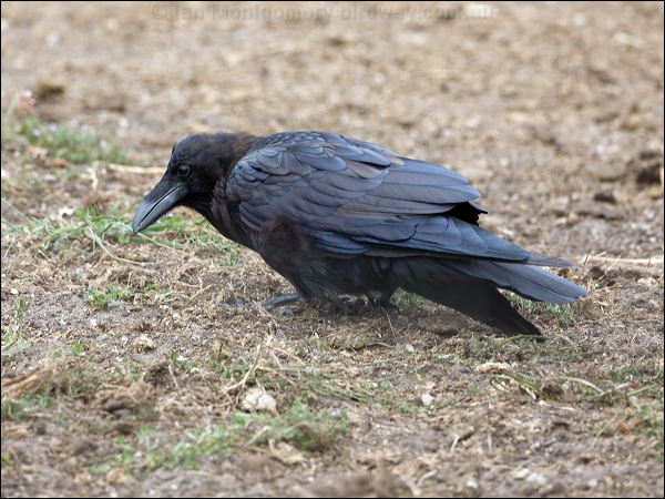 Northern Raven raven_107721.psd