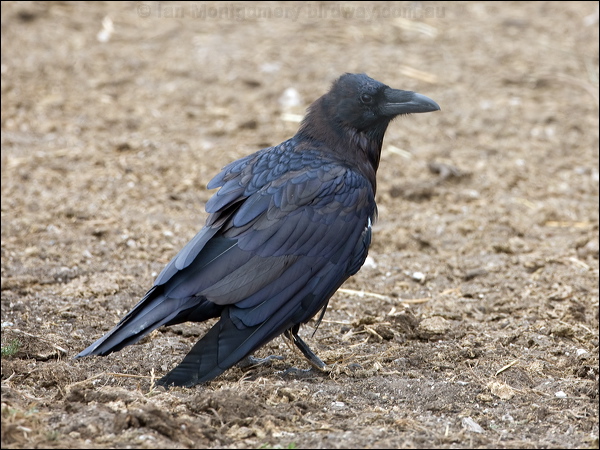 Northern Raven raven_107727.psd