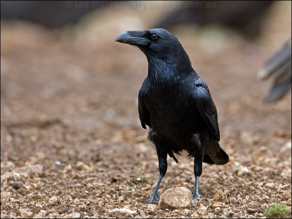 Northern Raven raven_161059.psd