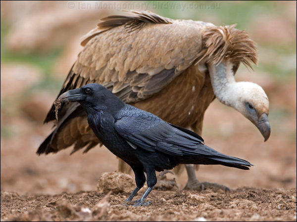 Northern Raven raven_161534.psd