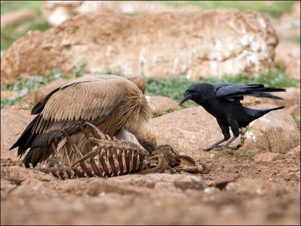 Northern Raven raven_161600.psd