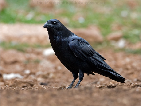 Northern Raven raven_161669.psd