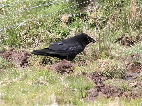 Northern Raven raven_52356.jpg
