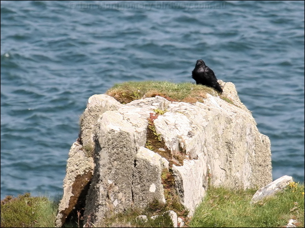 Northern Raven raven_52780.jpg