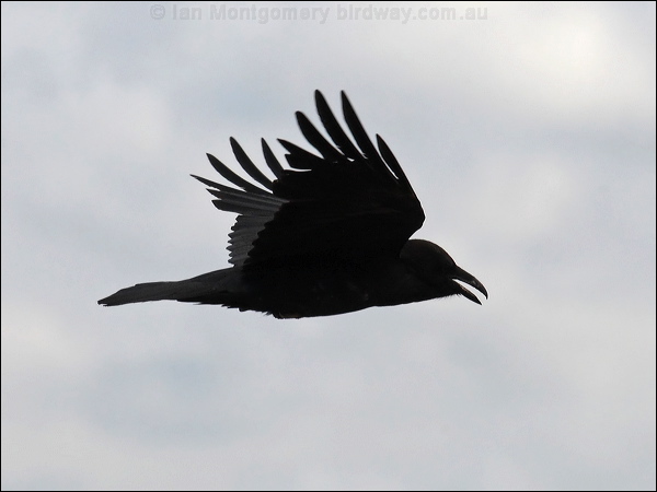 Northern Raven raven_68290.psd