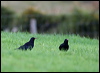 red_billed_chough_20272