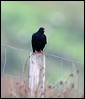 red_billed_chough_20299