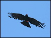 red_billed_chough_51934