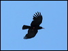 Click here to enter gallery and see photos/pictures/images of Red-billed Chough