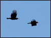 red_billed_chough_51943