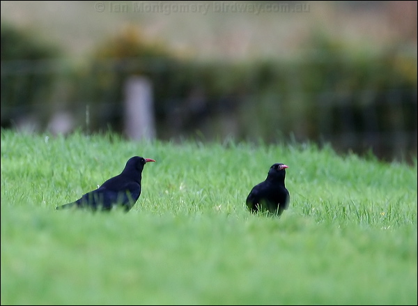 Red-billed Chough red_billed_chough_20272.jpg