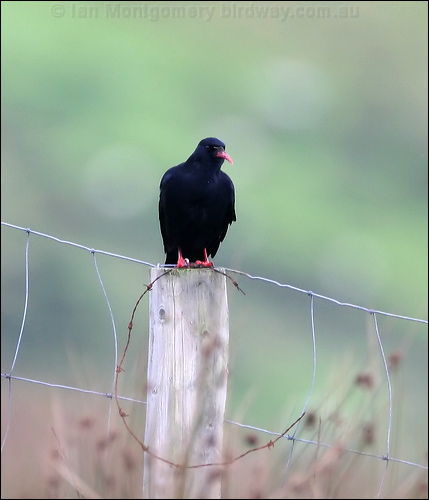 Red-billed Chough red_billed_chough_20299.jpg