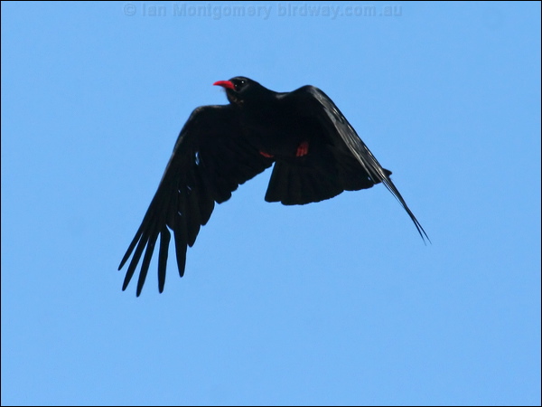 Red-billed Chough red_billed_chough_51929.jpg