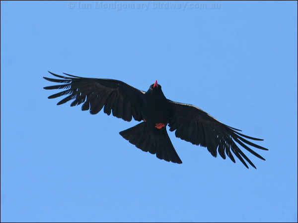 Red-billed Chough red_billed_chough_51934.jpg