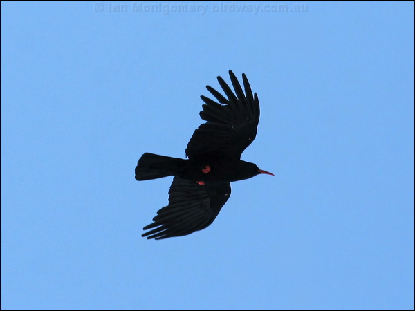 Red-billed Chough red_billed_chough_51939.jpg