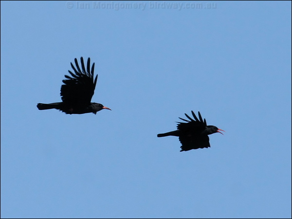 Red-billed Chough red_billed_chough_51943.jpg